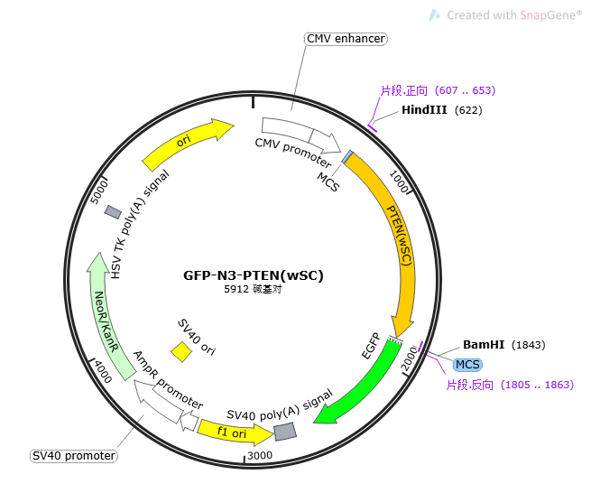 PEGFP-N3-PTEN(wSC)
